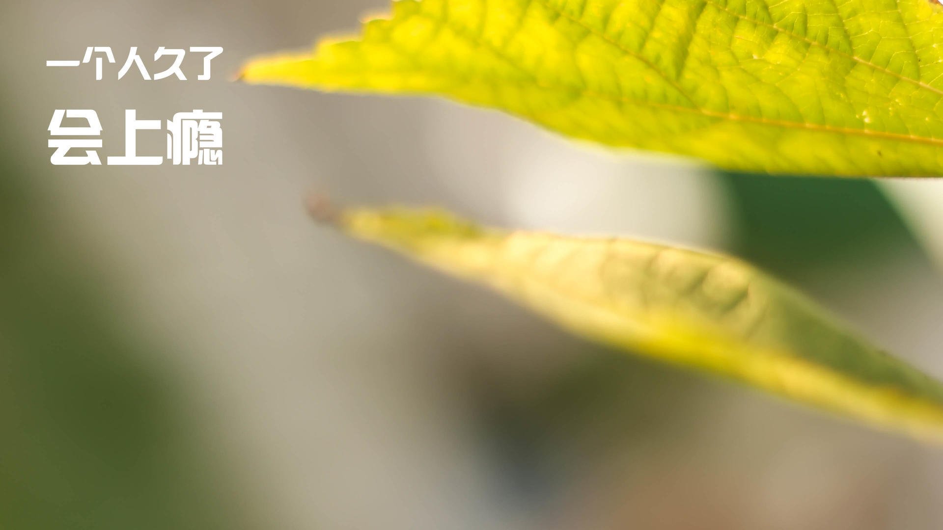 开云-那一夜，贝林厄姆在西决生死战中提前宣告了结局