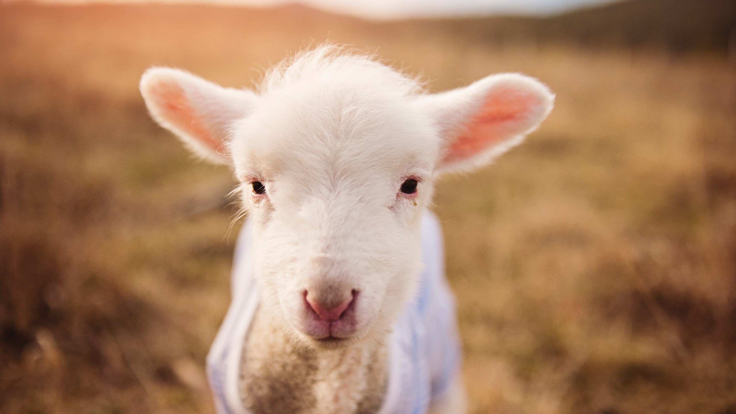 当范弗利特式防守降临绿茵场，美加墨世界杯之夜的战术革命