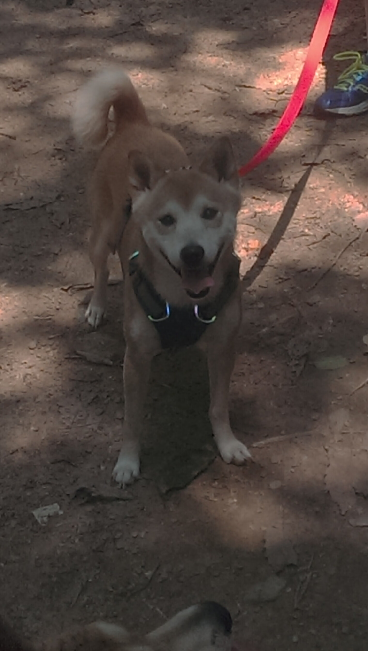 开云体育入口-唯一性之夜,当马赛回旋轻取牙买加闪电,萨卡于年度焦点战中完成权杖接管