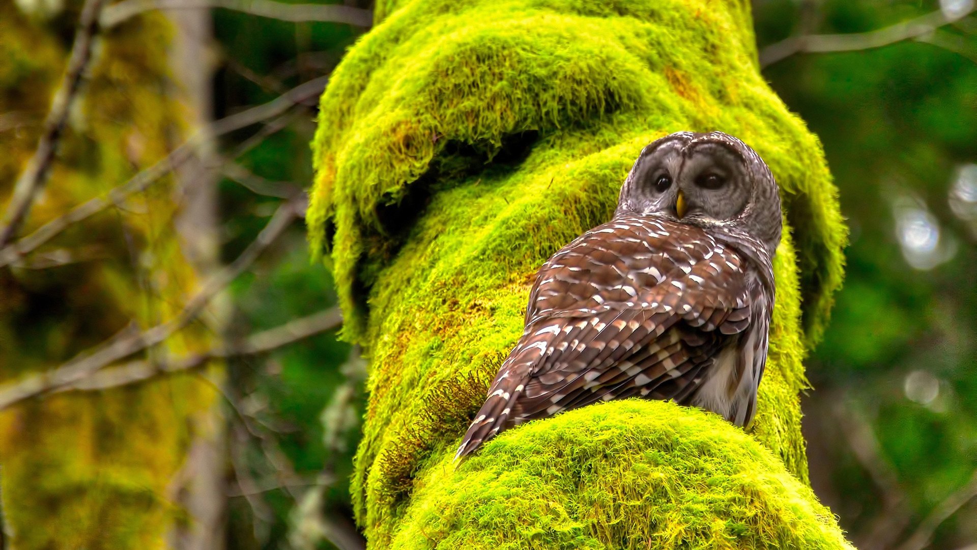 开云体育-欧冠淘汰赛之夜，沉默的阿劳霍，唯一的主角