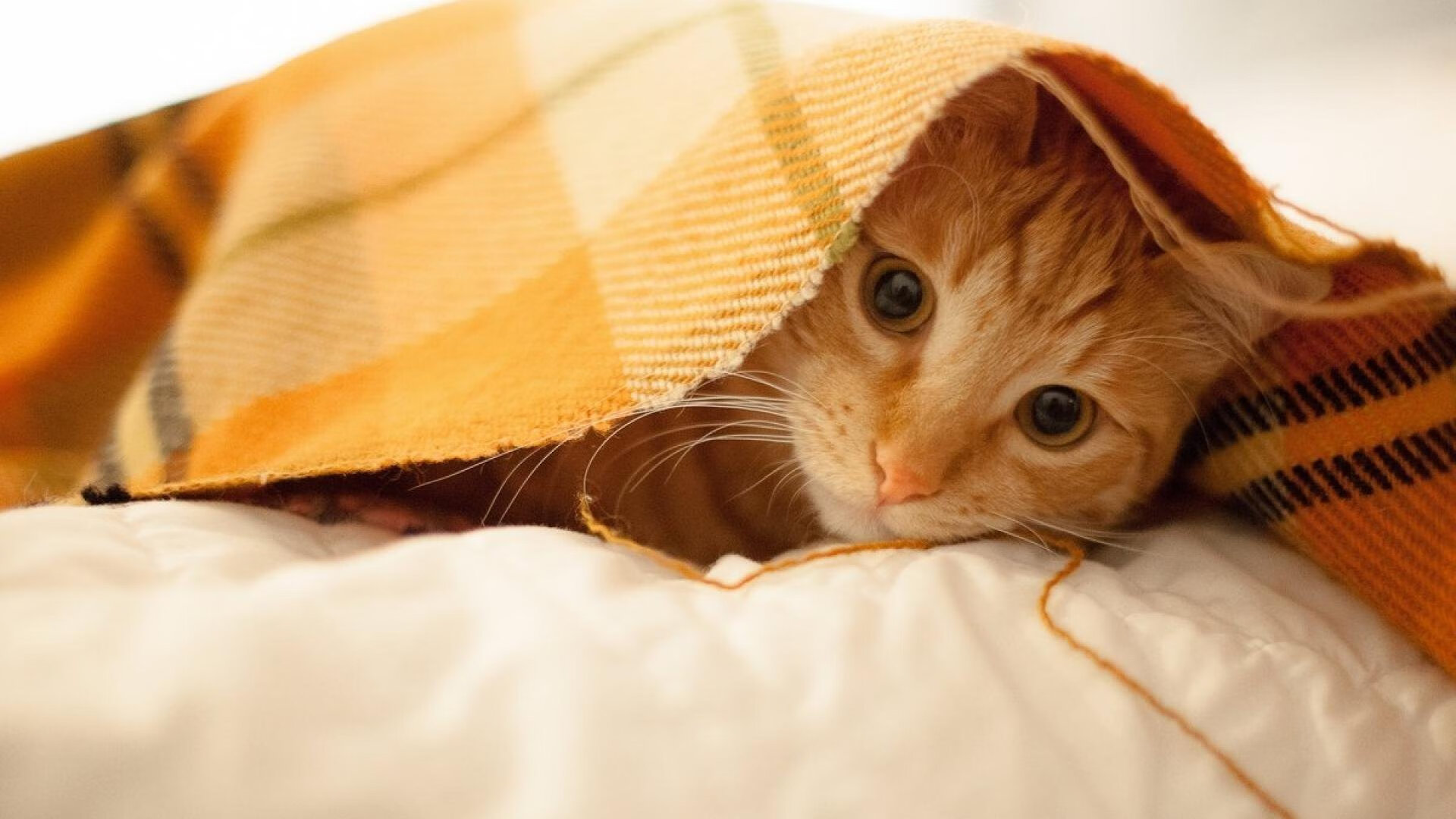 开云-存在感拉满的京多安，皇家社会对阵荷兰的独特战役