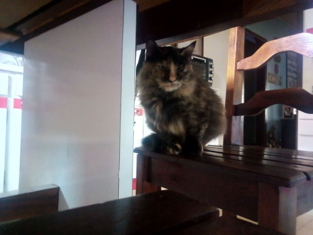 锡安旋风撕裂防线,骑士铁壁锁死卫冕冠军,攻防转换决定比赛高度