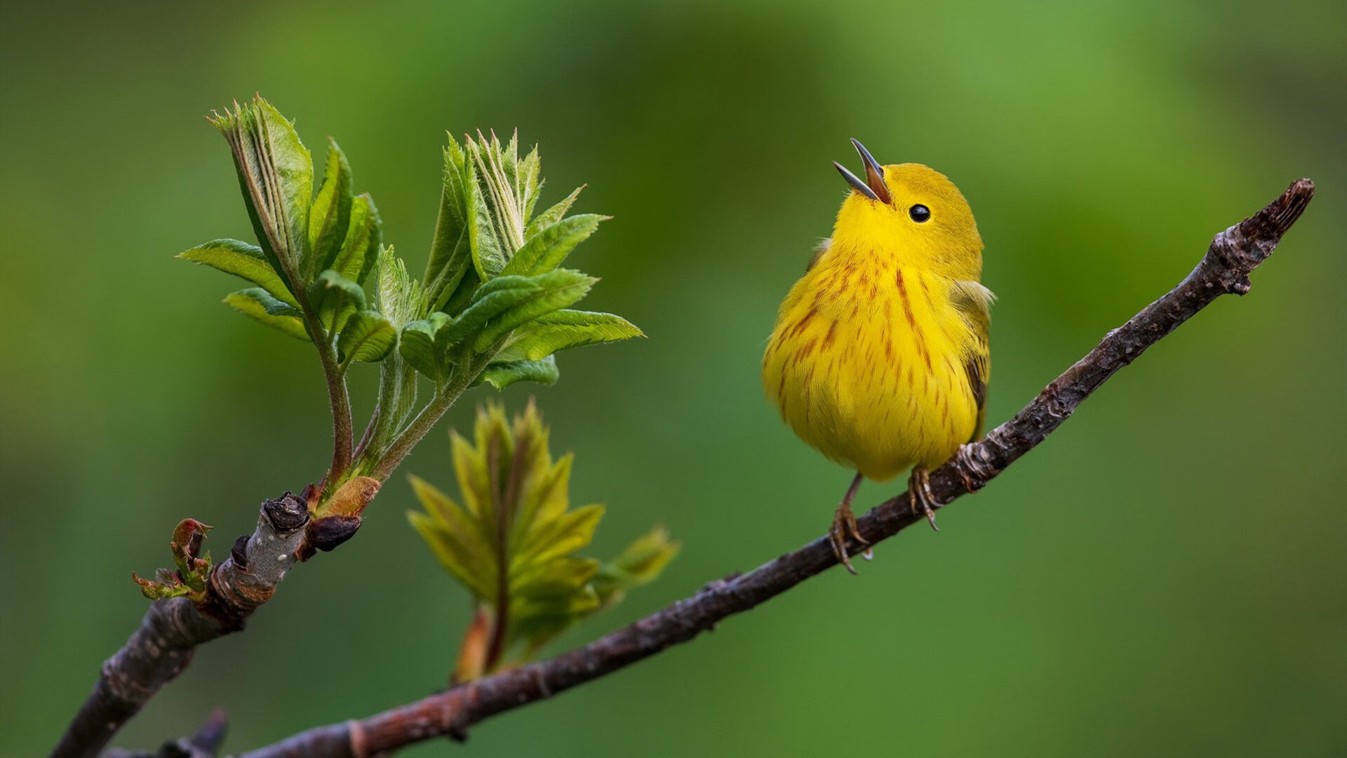 班凯罗狂轰38分点燃全场,雷霆末节一波流带走山西队