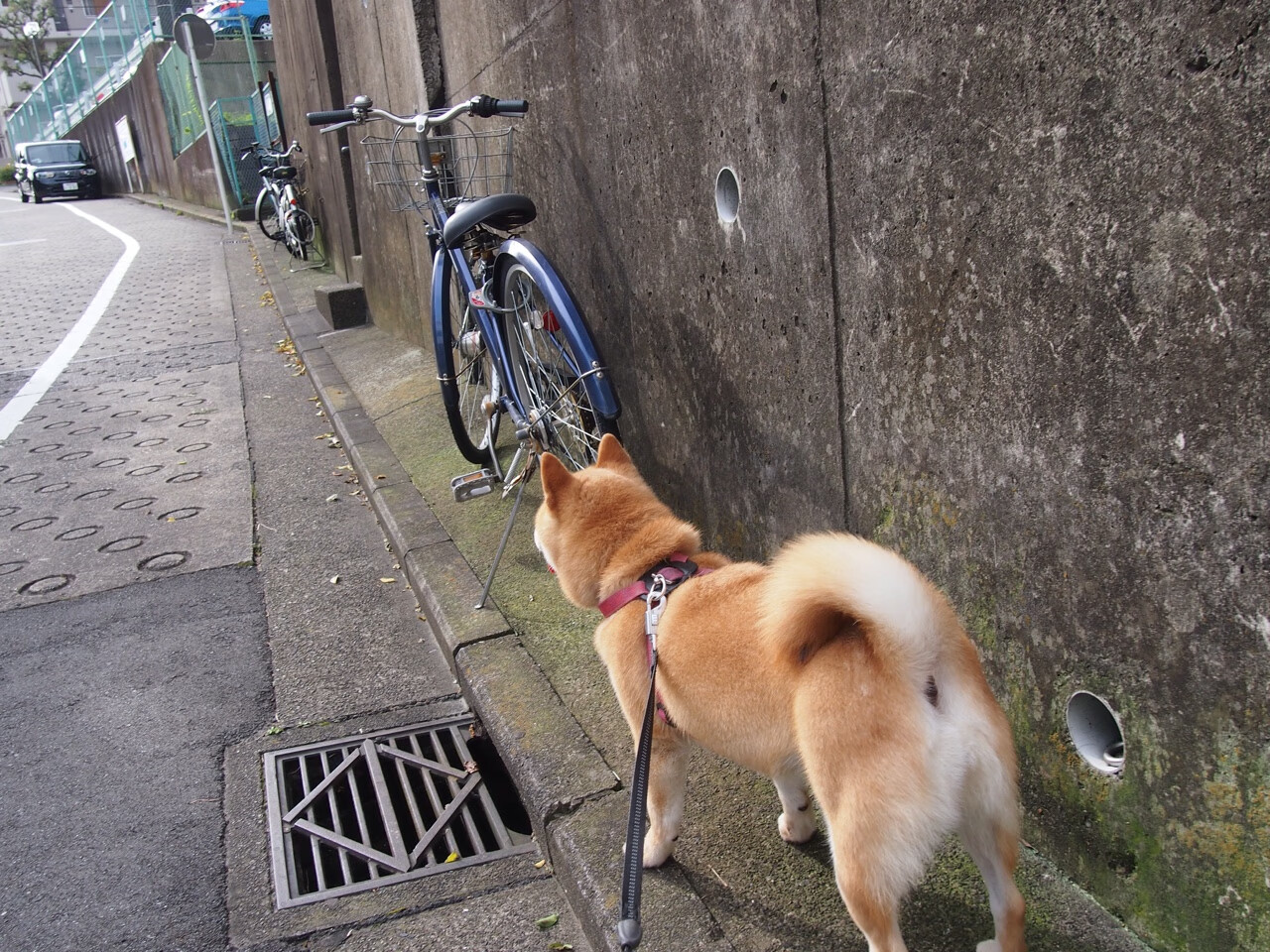 梅西连续爆发!阿根廷关键战突围拉齐奥,优势差距日益扩大