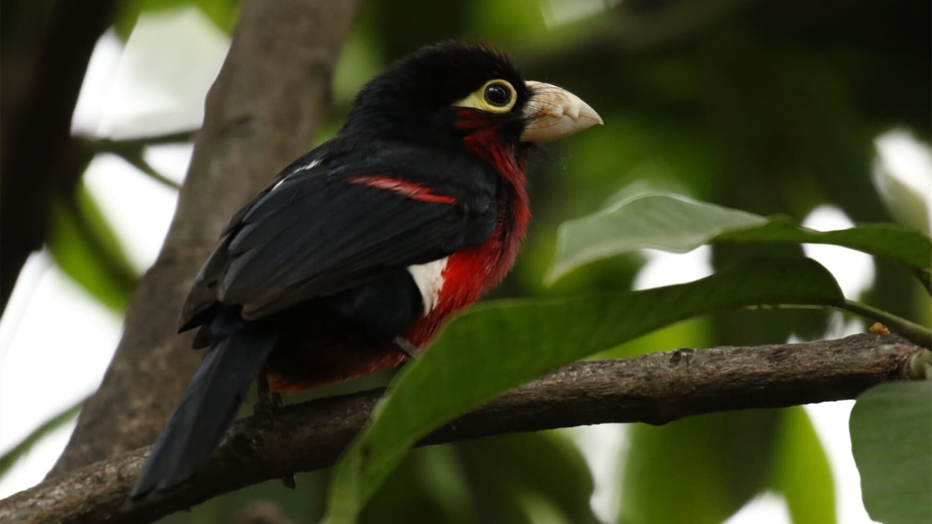 开云体育中国-钢铁锁链与冷血狙击手，热火的窒息防守如何让伦纳德成为终结者