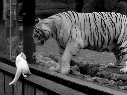 引擎轰鸣与历史回响，当F1争冠战遇见阿尔及利亚掀翻希腊