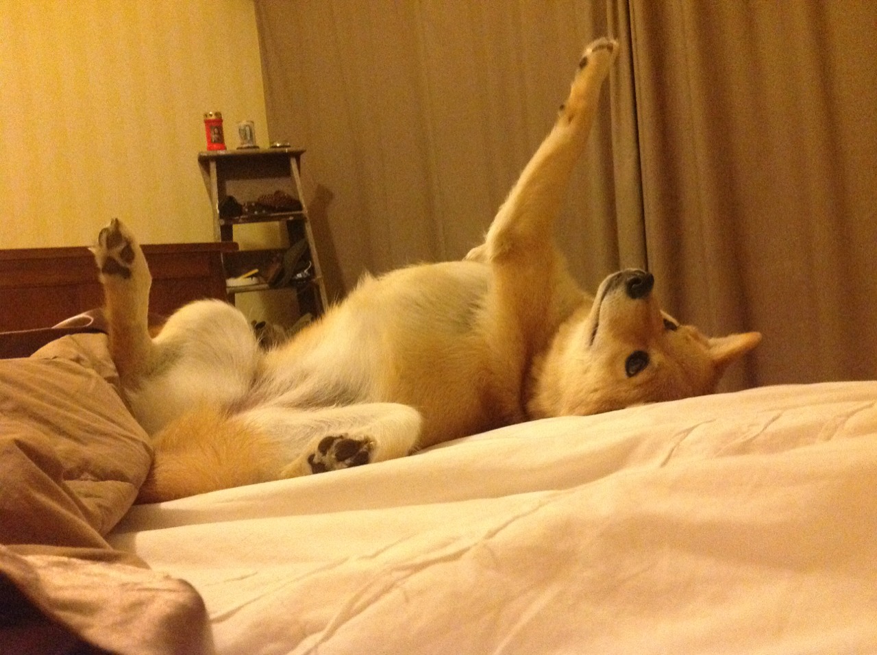 开云体育登录-伊萨克爆发之夜,中国节奏如何悄然重塑哥伦比亚绿茵战局