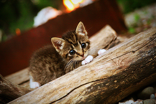 开云-当尼斯海岸遇见南美风暴,C罗一锤定音,神话在友谊赛中诞生