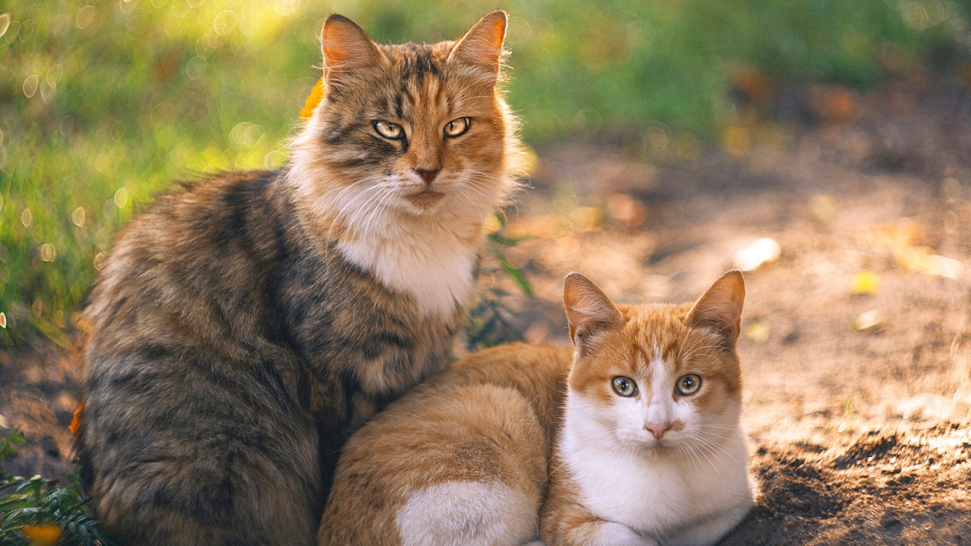开云下载-双重奏,巨星与雄狮共舞绿茵