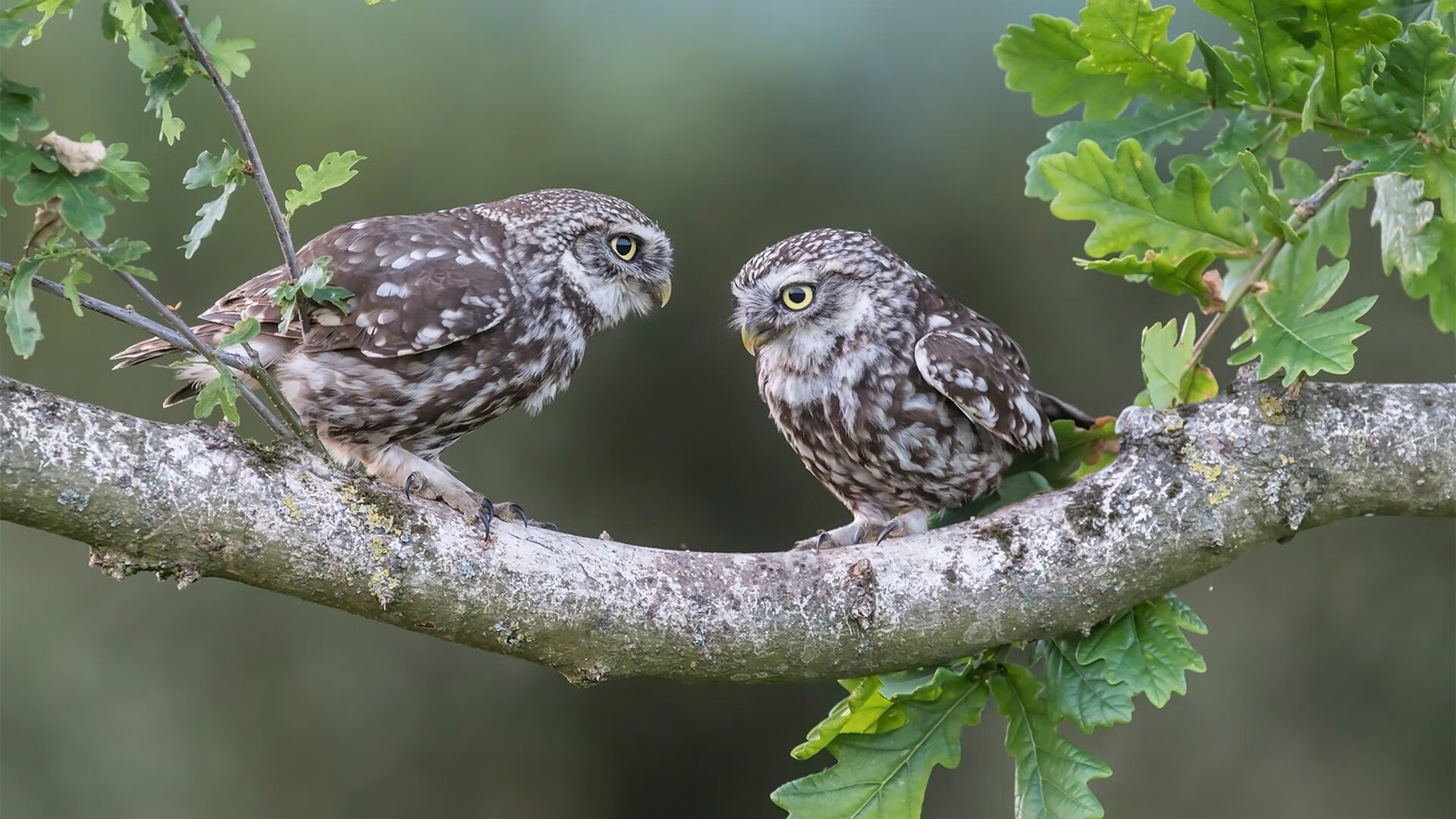 开云体育在线-虚拟跨界，洪都拉斯用里昂晋级，卡马文加在东决定乾坤—体育电竞新纪元？