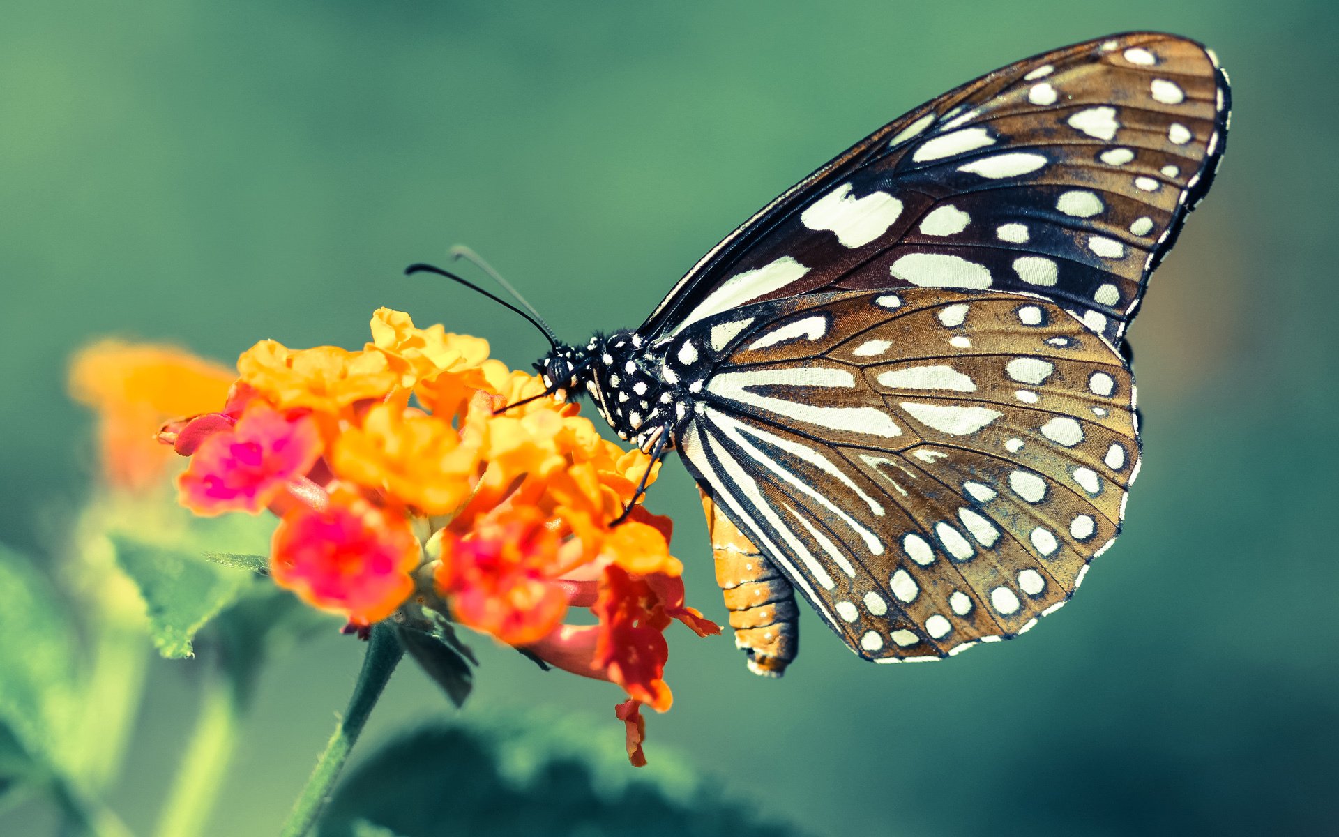 开云体育平台APP-铁血征服与闪电利刃，阿什拉夫独舞，马竞碾碎智利防线