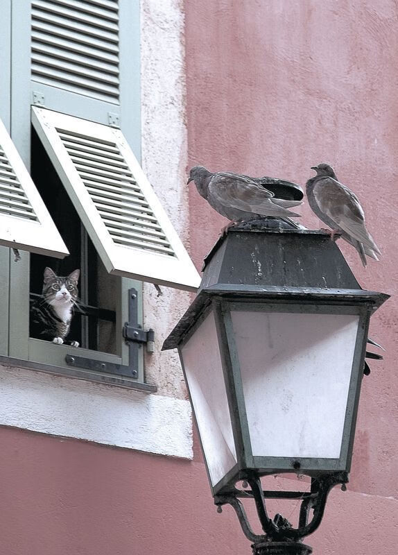 开云下载-天降弯弓满弦鸣,哈利伯顿如何以最魔法的方式改写东决战记