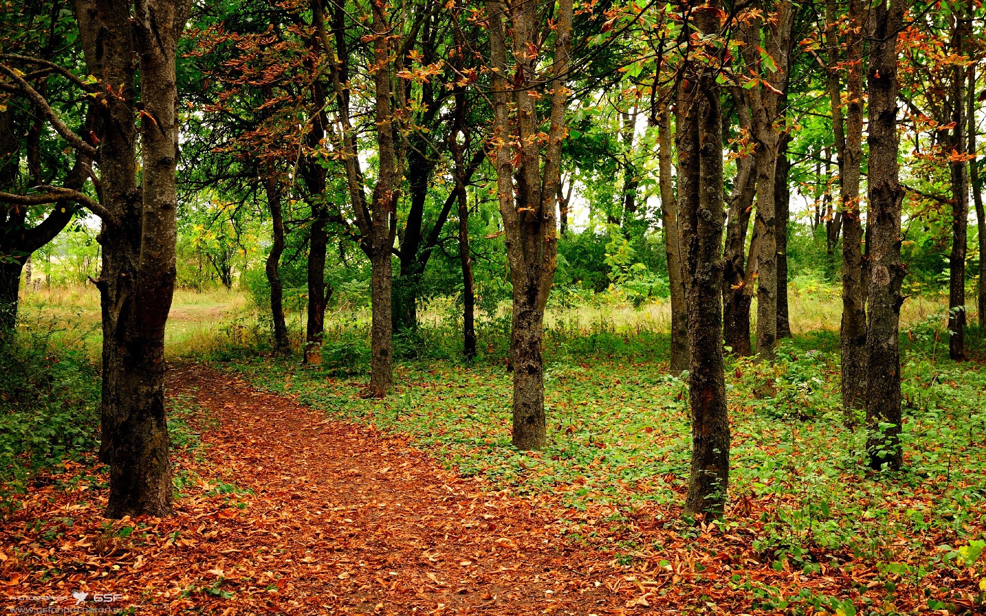 开云APP-当密西西比河遇见钱塘江，2026世界杯赛场外的灰熊vs浙江文化暗战