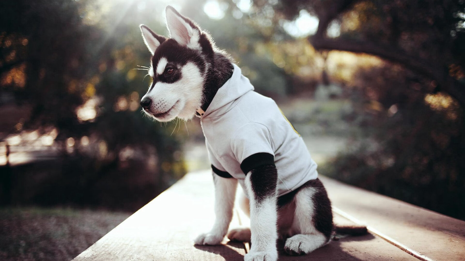 开云下载-跨界对决引爆篮球宇宙,马克西50分神迹,奇才加时赛击碎广东王朝神话